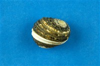 藏品(大圓蜑螺)的圖片